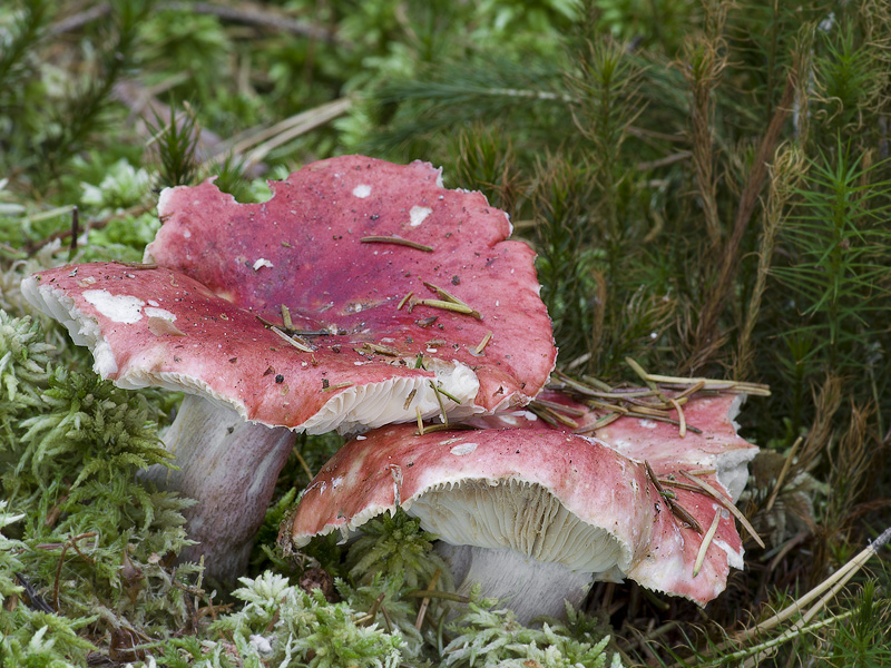 Russula helodes